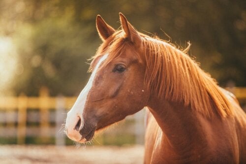 Where does the fear of horses come from and the main treatments for hippophobia