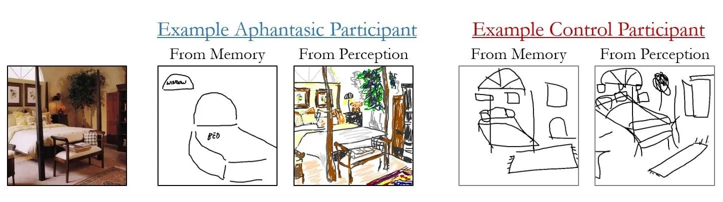 «Without a picture»: why can’t everyone imagine visual images?