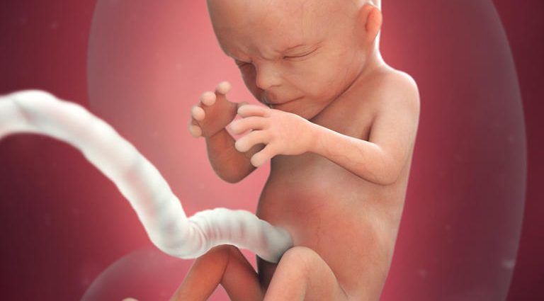 ორსულობის 14 კვირა კონცეფციიდან