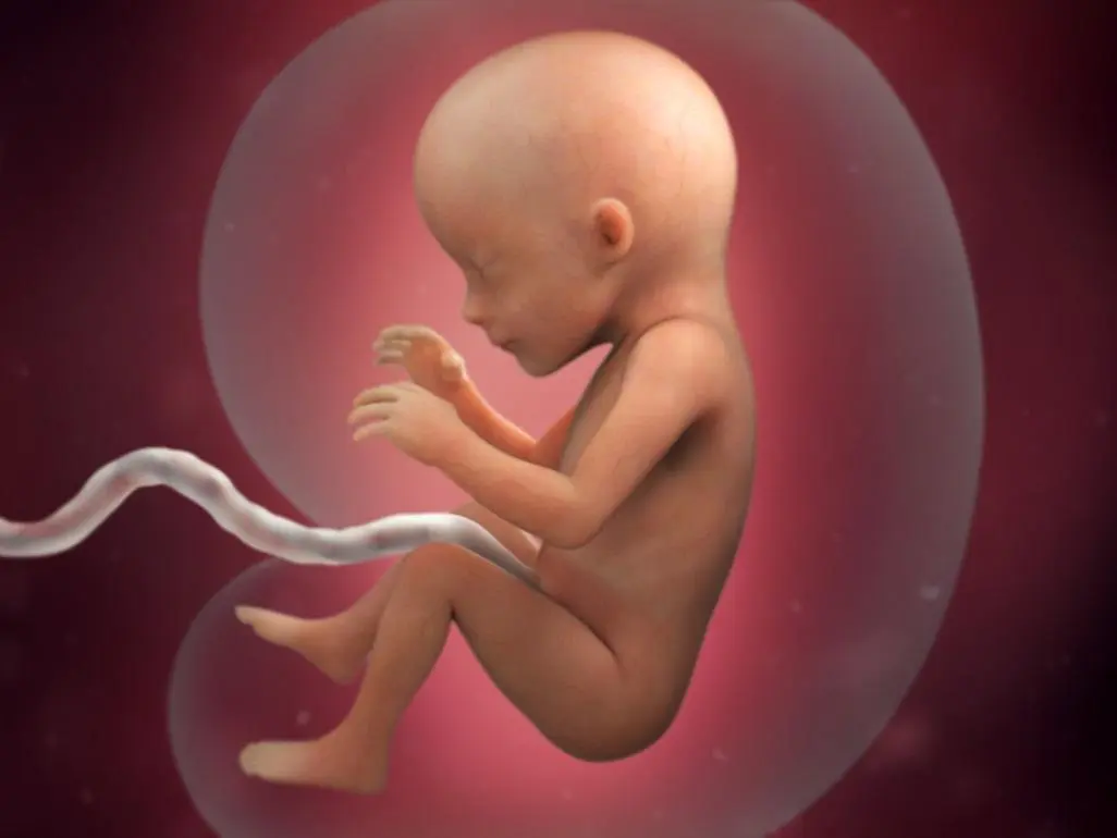 17 week of pregnancy from conception