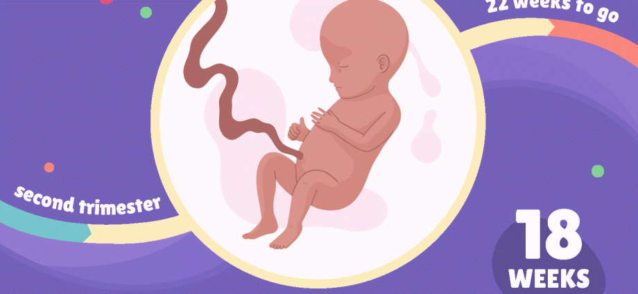 18 weke van swangerskap vanaf bevrugting