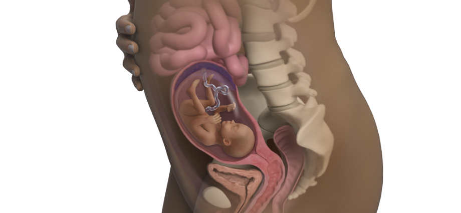 21 week of pregnancy from conception