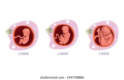 3 pregnancy month