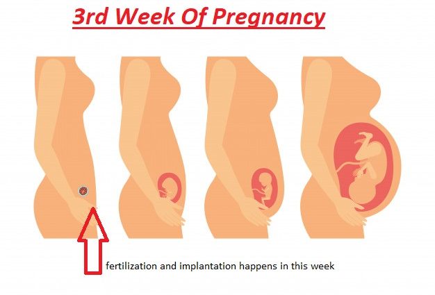 3 week of pregnancy from conception