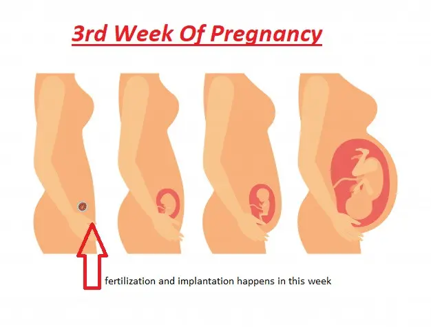 3 week of pregnancy from conception