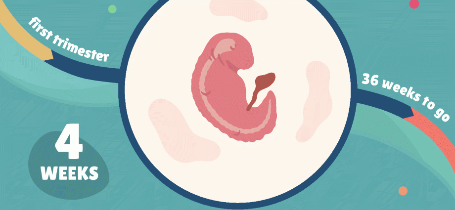 4 tjedna trudnoće od začeća
