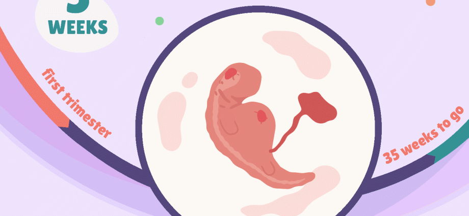 5 semanas de embarazo dende a concepción