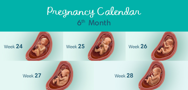 6 pregnancy month