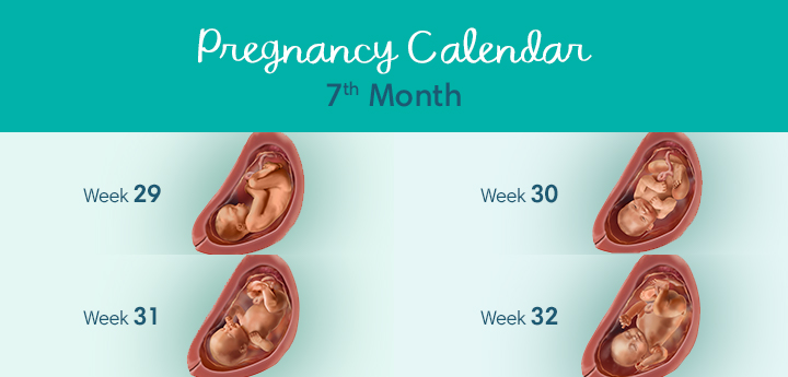 7 pregnancy month