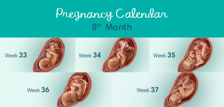 8 pregnancy month