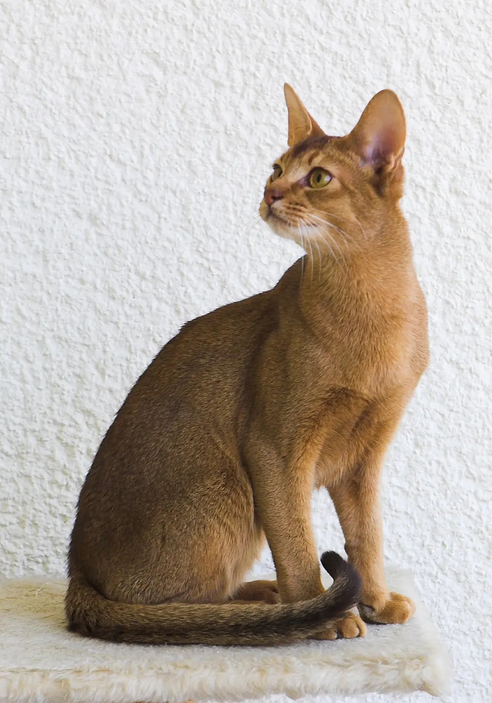 Abyssinian cat