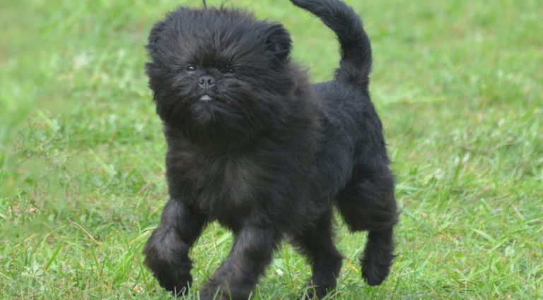 Affenpinscher dog