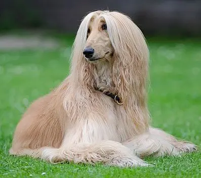 Afghan hound dog