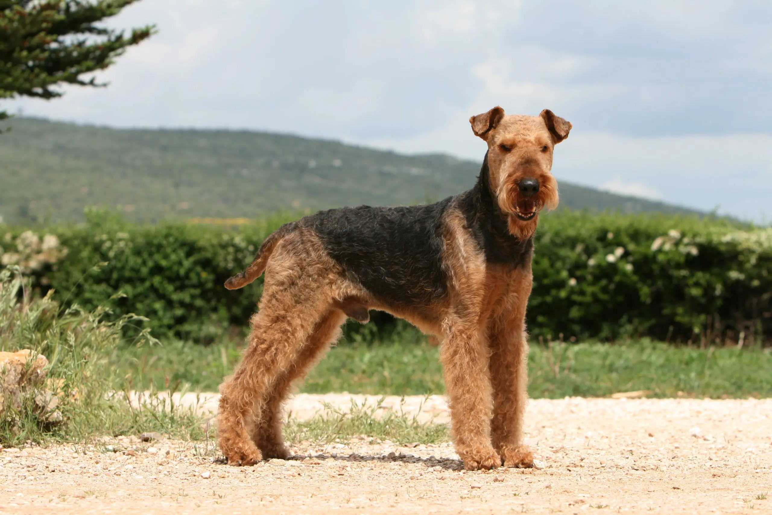 Airedale