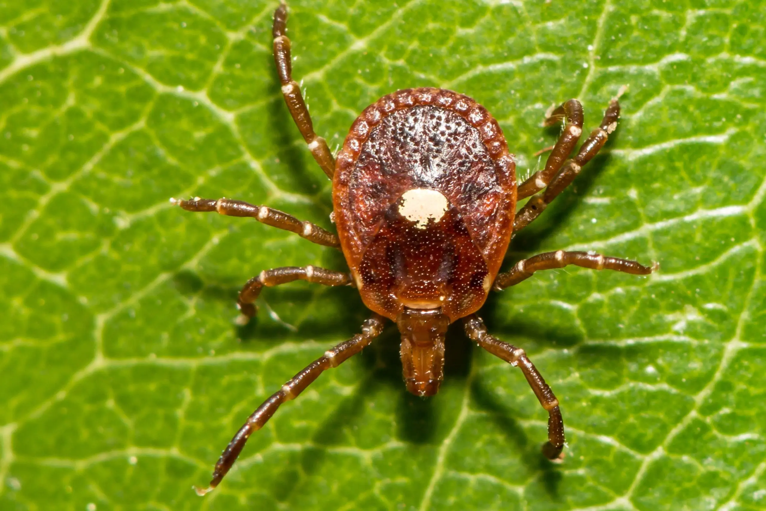 Allergy to ticks in adults