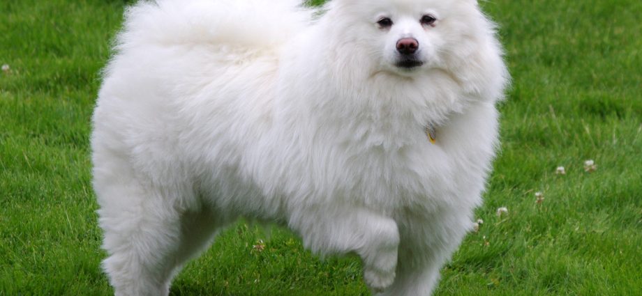 American Eskimo Spitz