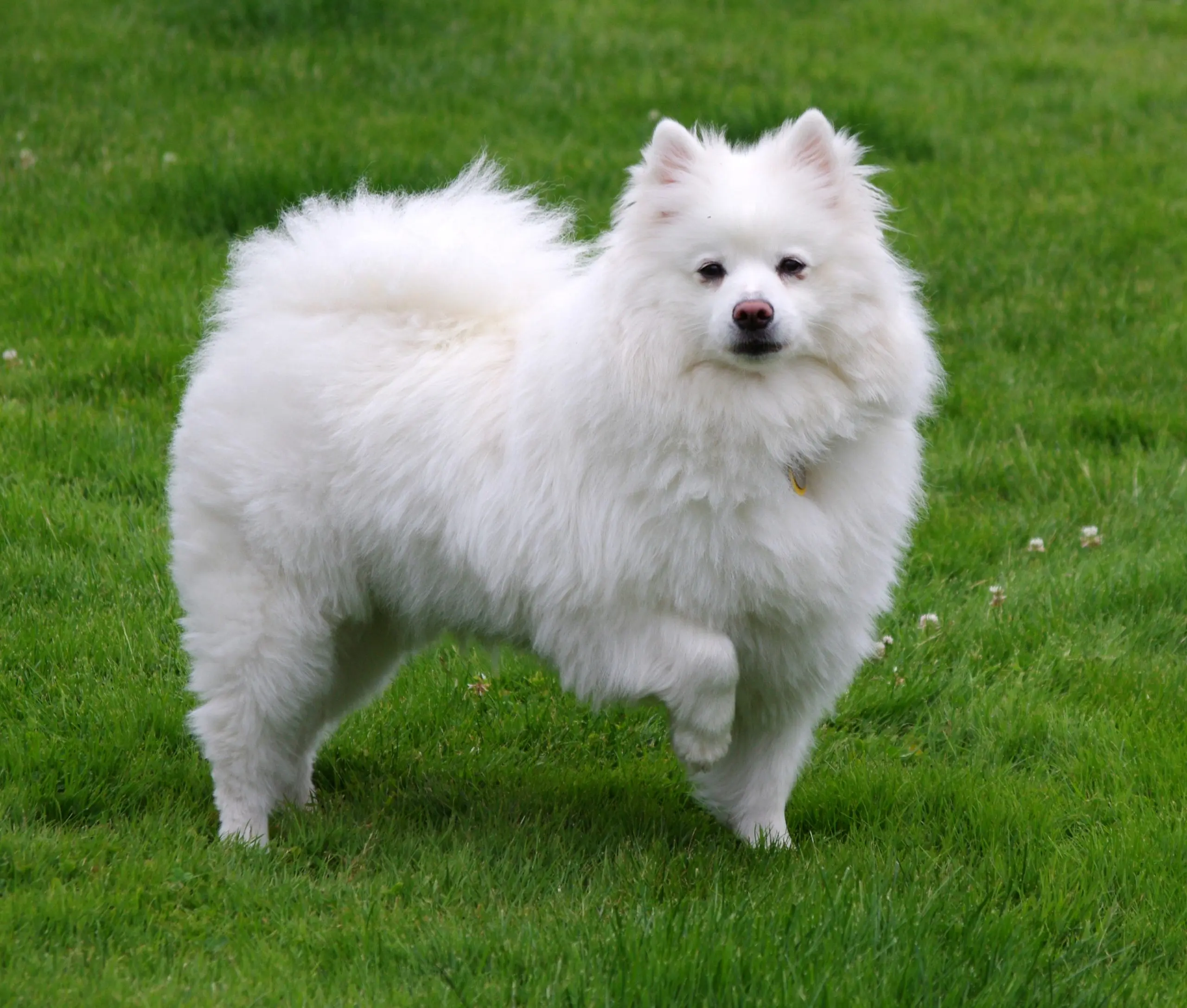 American Eskimo Spitz