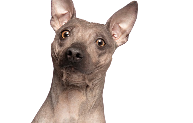 American Hairless Terrier