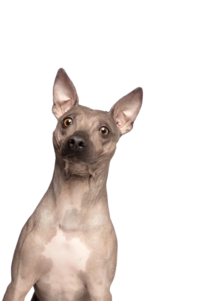 American Hairless Terrier