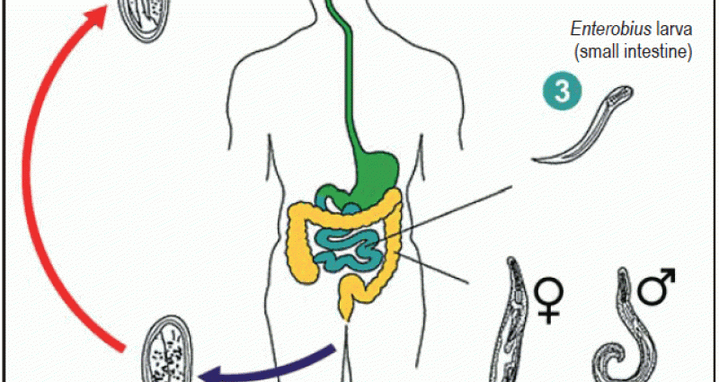 Analysis for enterobiosis