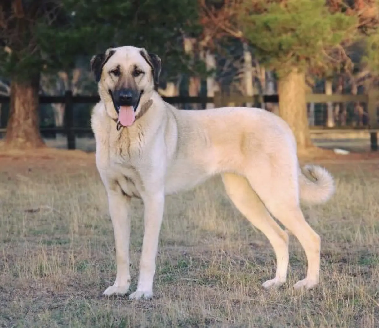 Anatolian Shepherd Dog