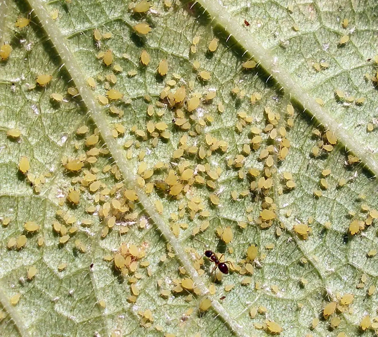 Aphids on cucumbers