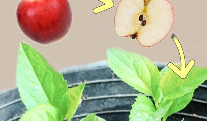 Apple tree seedlings: how to grow from seeds