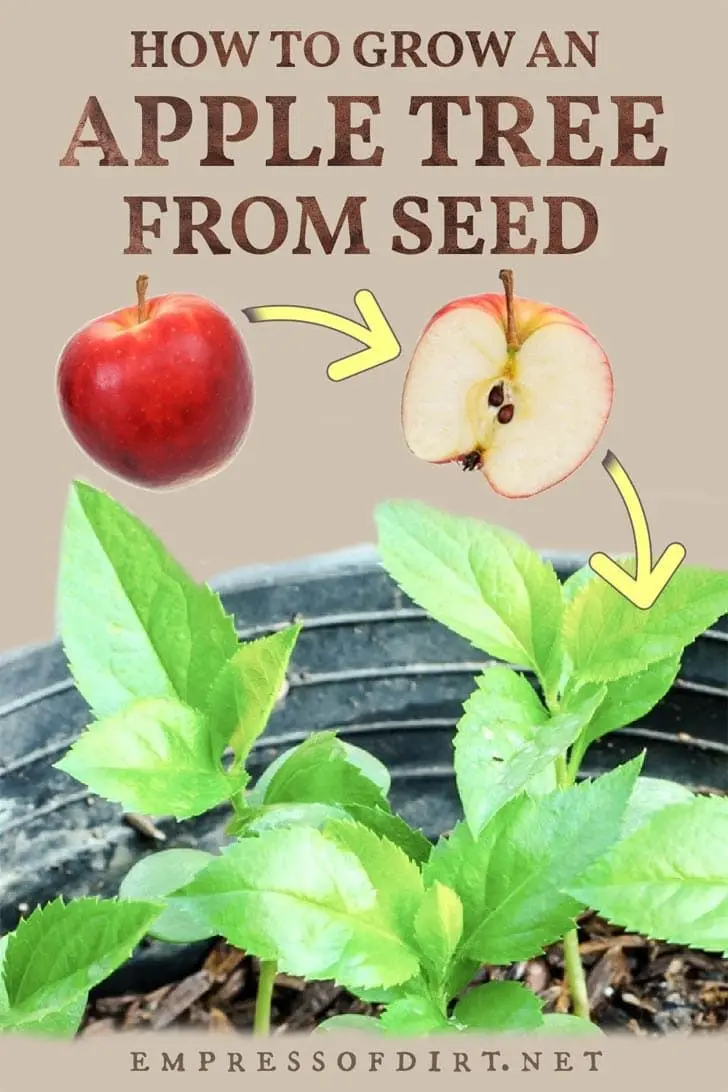 Apple tree seedlings: how to grow from seeds