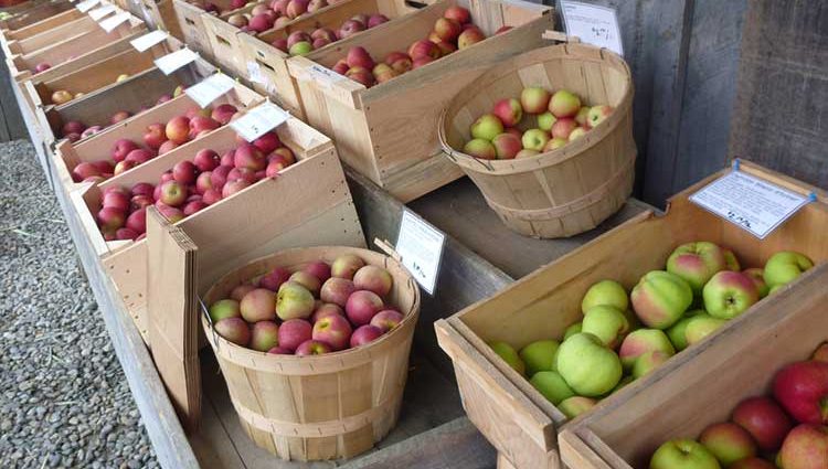 Apples: how to pick and store