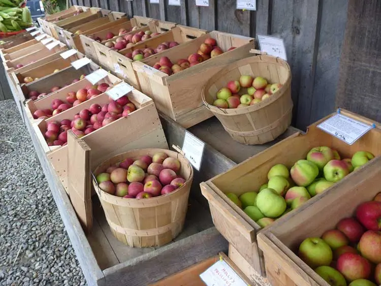 Apples: how to pick and store