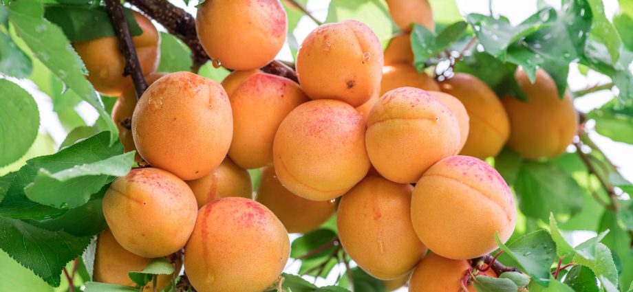 Apricot: how to grow a good harvest