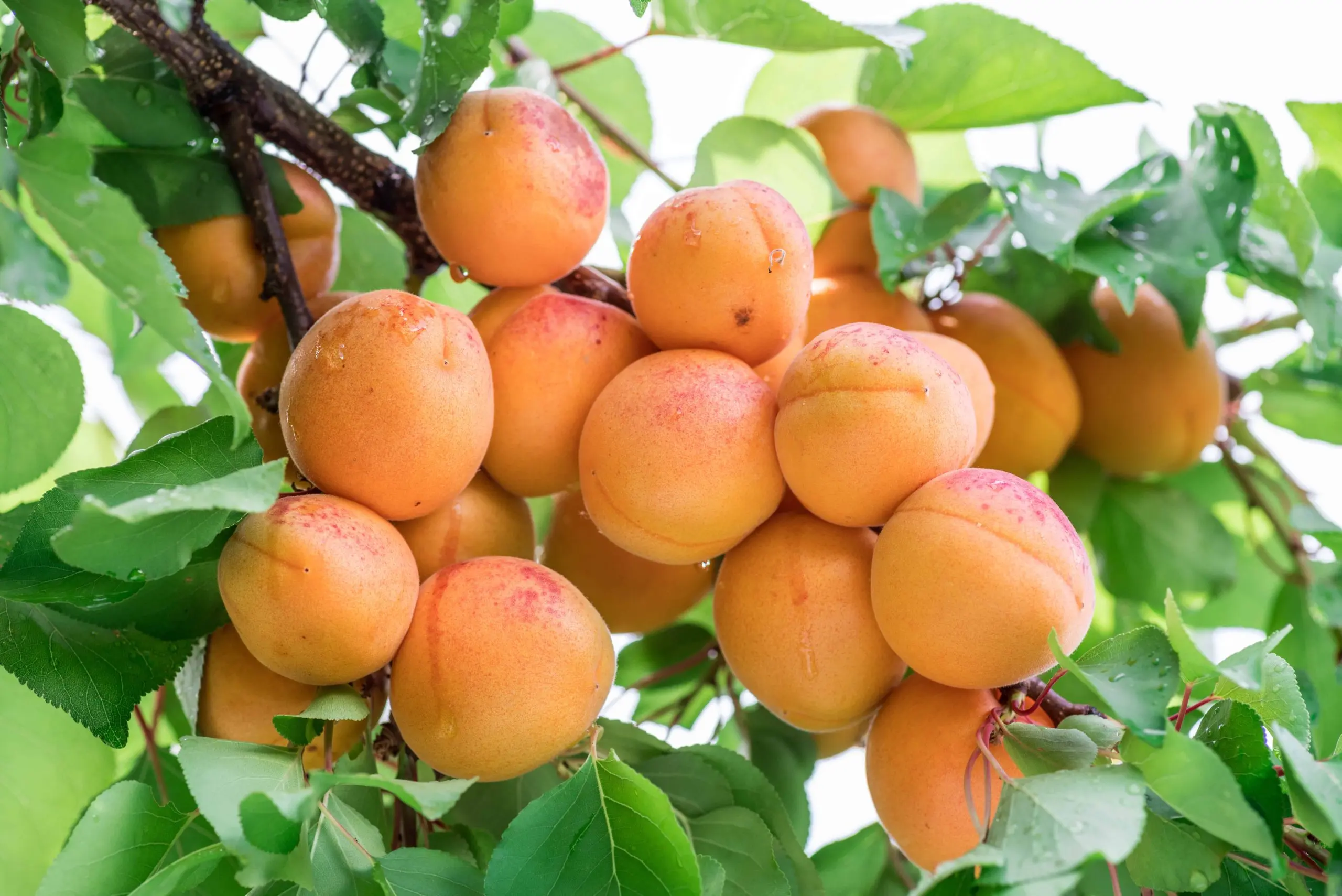 Apricot: how to grow a good harvest