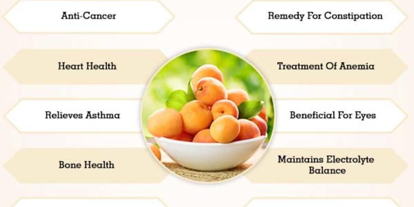 Apricots: beneficia et corporis nocet