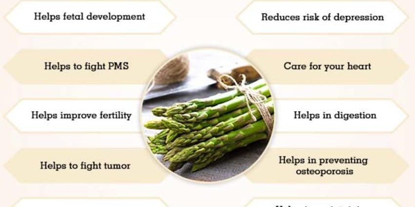 Asparagus: benefits and harms to the body