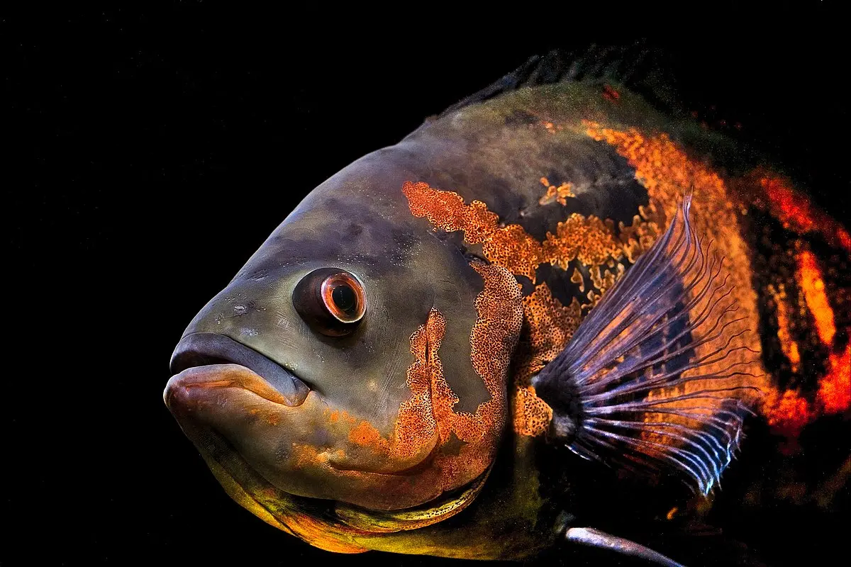 Astronotus fish