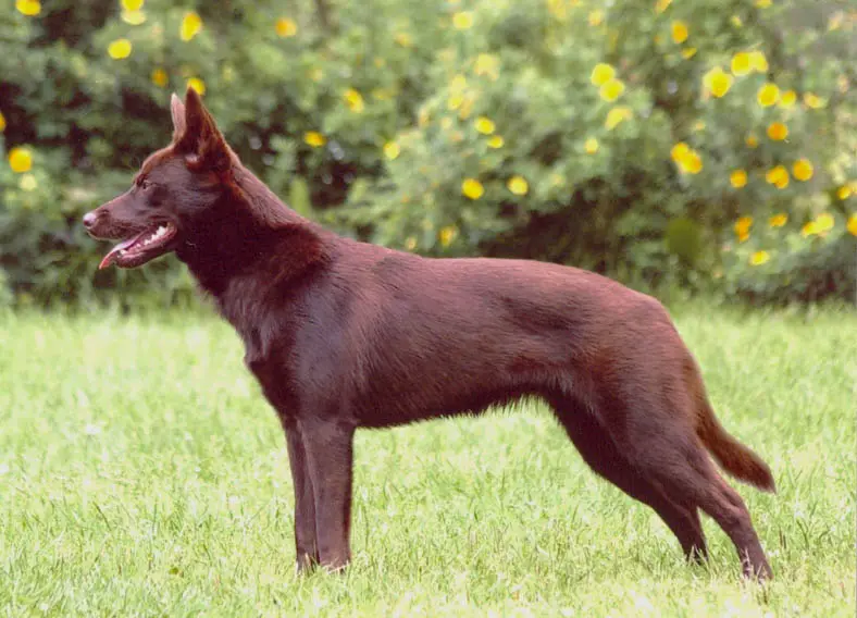 Australian kelpie dog