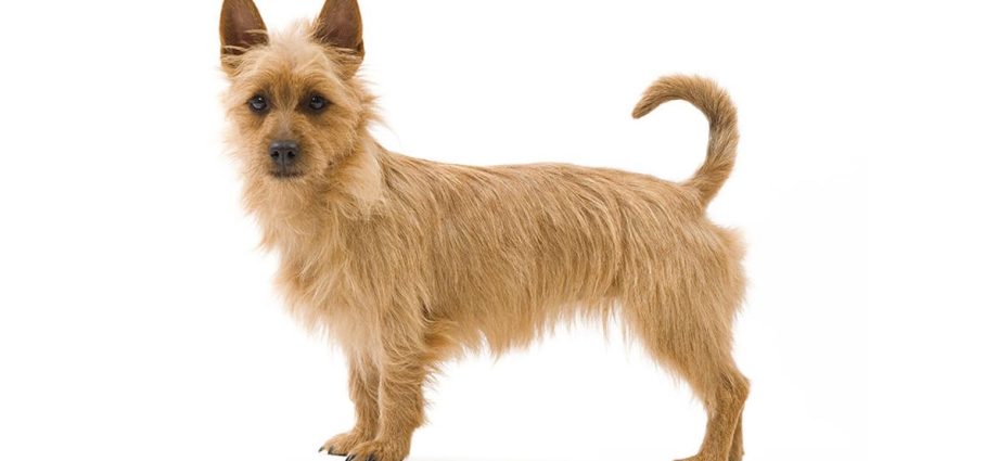 Australian terrier dog