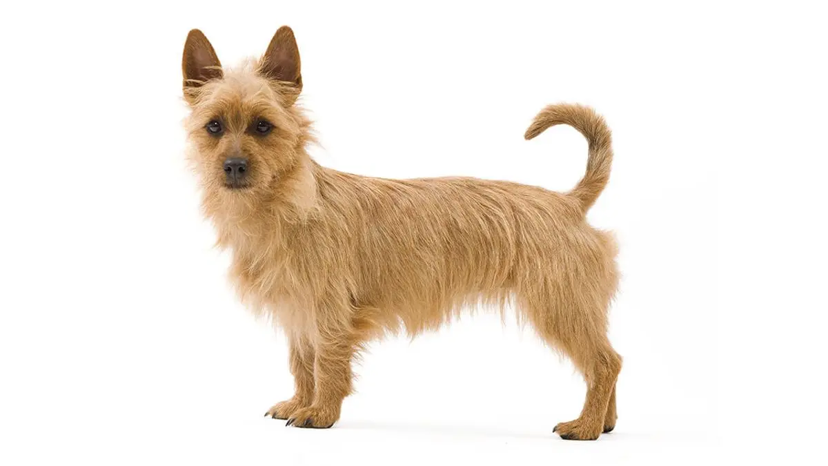 Australian terrier dog