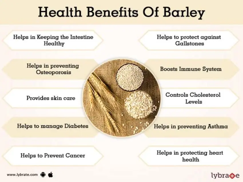 Barley porridge: benefits and harms to the body