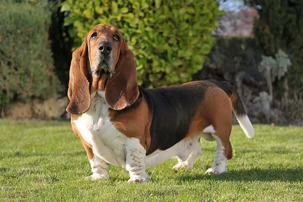 Basset hound dog