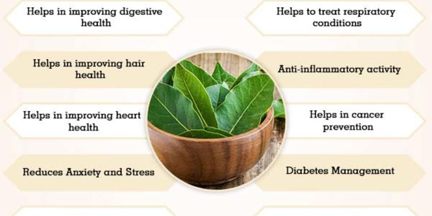 Bay leaf: health benefits and harms