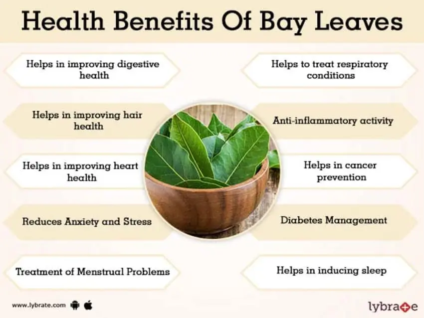 Bay leaf: health benefits and harms