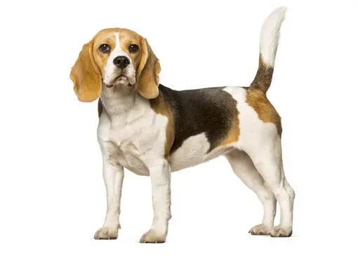 beagle dog