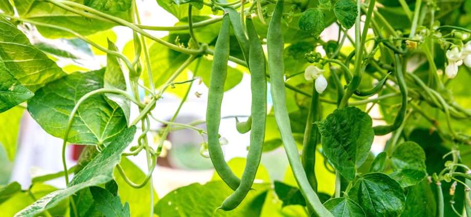 Beans: how to grow a good crop