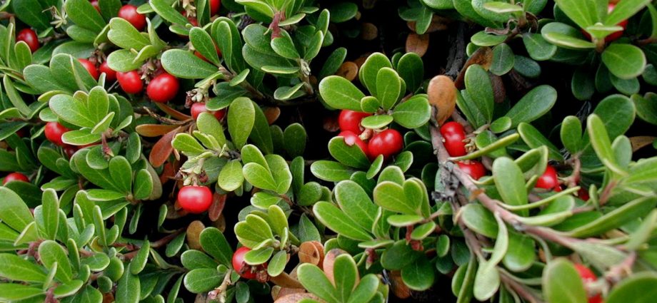 Bearberry leaves