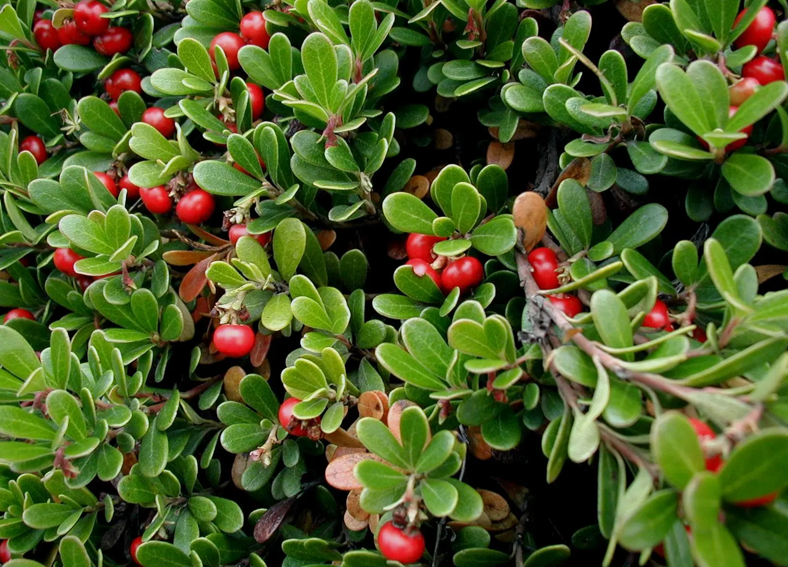 Bearberry leaves