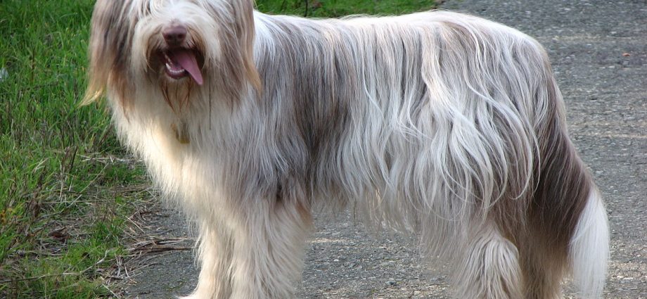 bearded collie