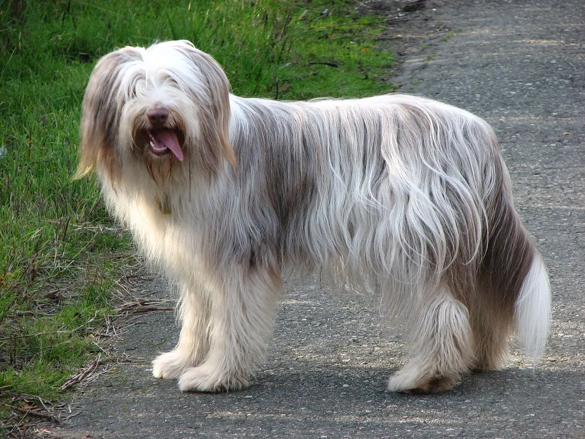 bearded collie