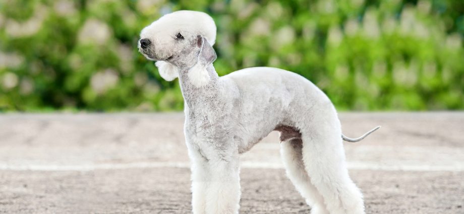 Bedlington terrier