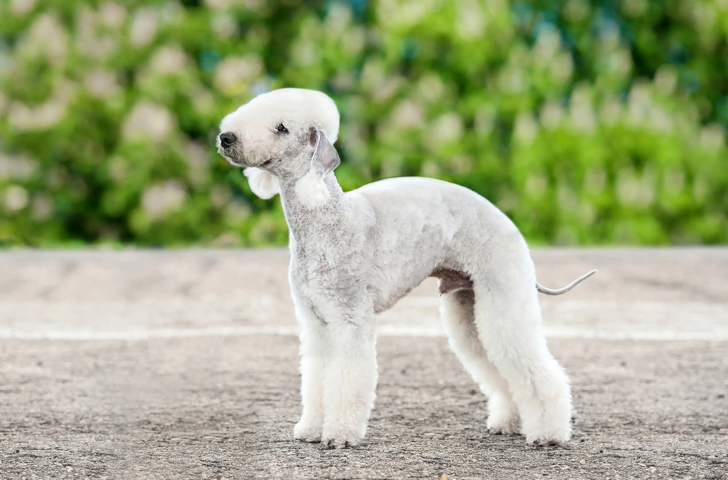 Bedlington terrier